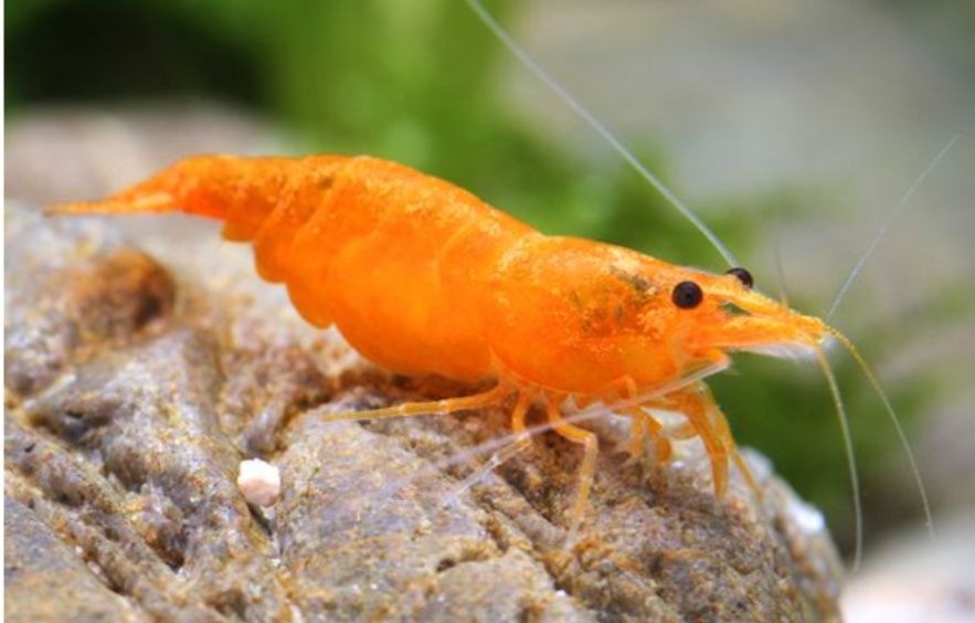 креветки, рыбки, водоросли, метро 23 августа