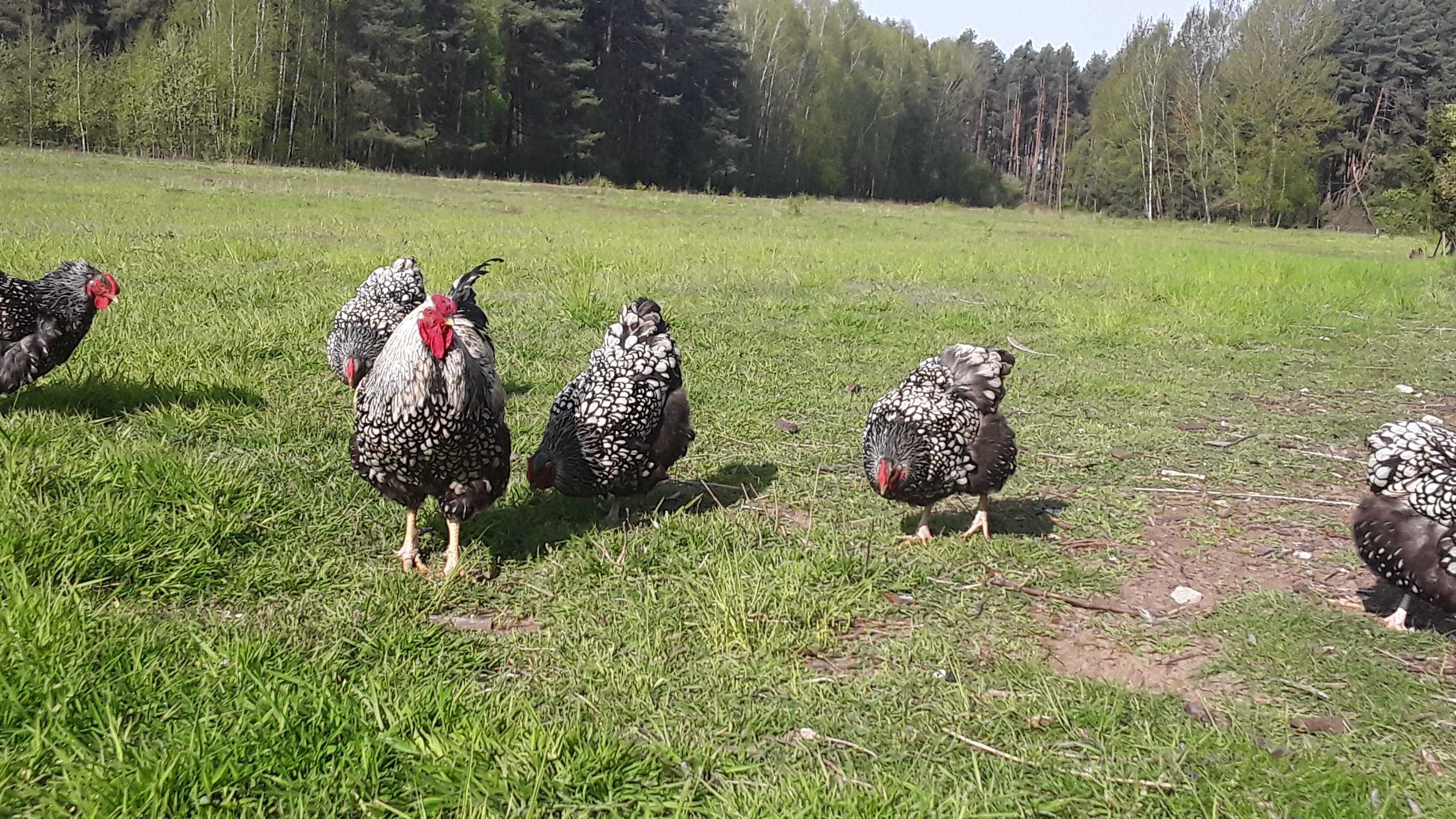 Wyandotte Srebrnołuskowane olbrzymia jaja wyandotta srebrnołuskowana