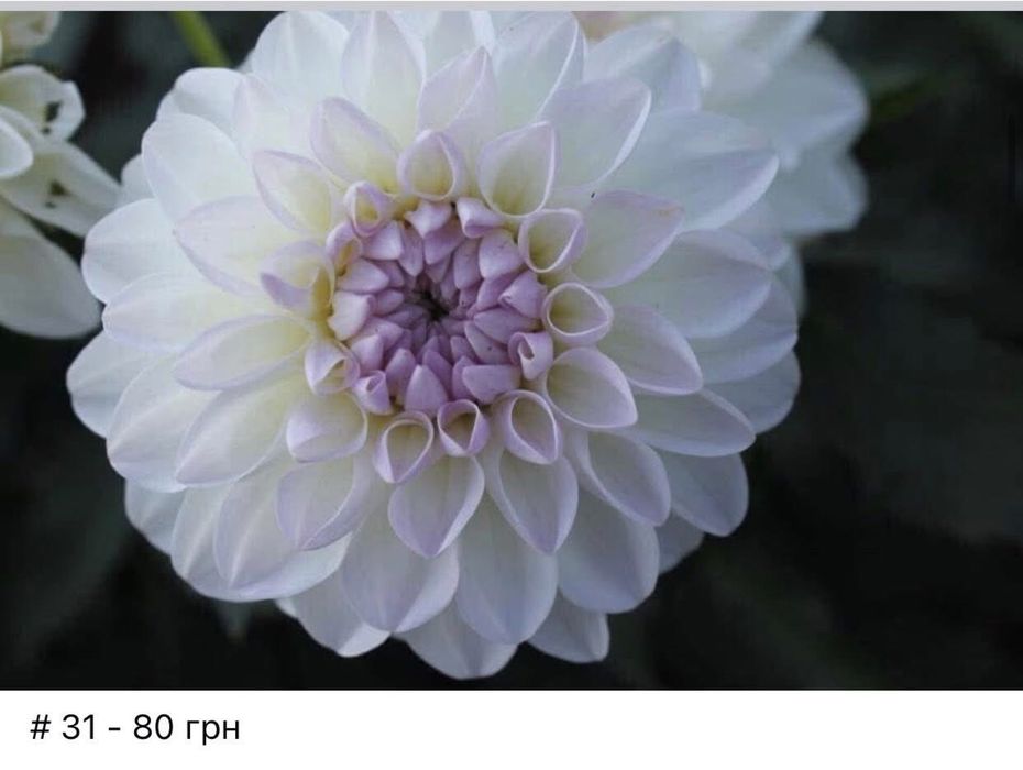 Жоржини кущі, георгіни