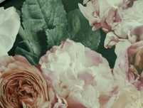 Tapeta w róże kwiaty peonie piwonie DIY
