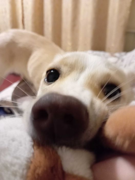 Отдам собаку в хорошие руки