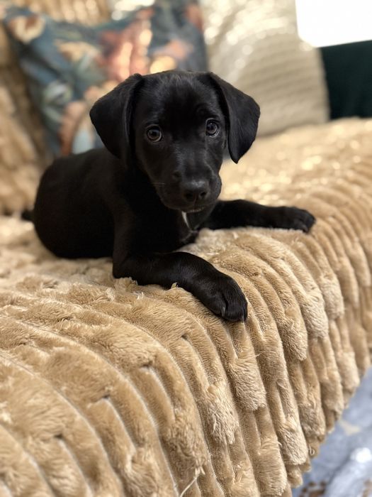 Oddam cudownego pieska w wyłącznie dobre ręce