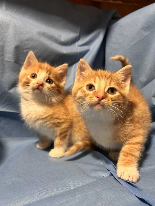 koteczki szukają wspólnego domku