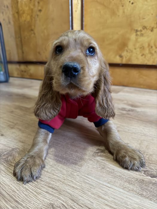 Piesek Cocker Spaniel Angielski