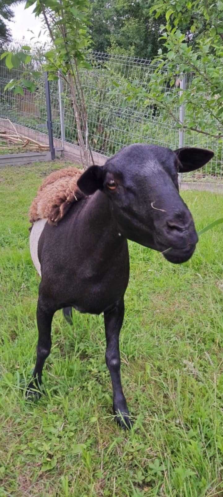 SPRZEDAM owcę dorper kamerun