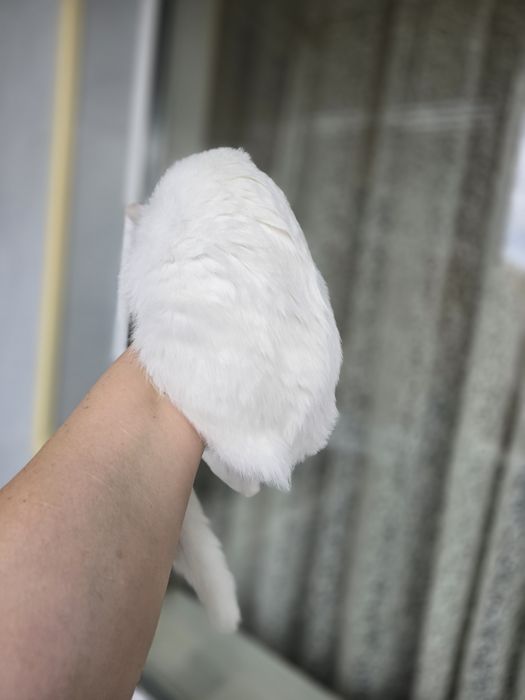 Киця в добрі ручки!