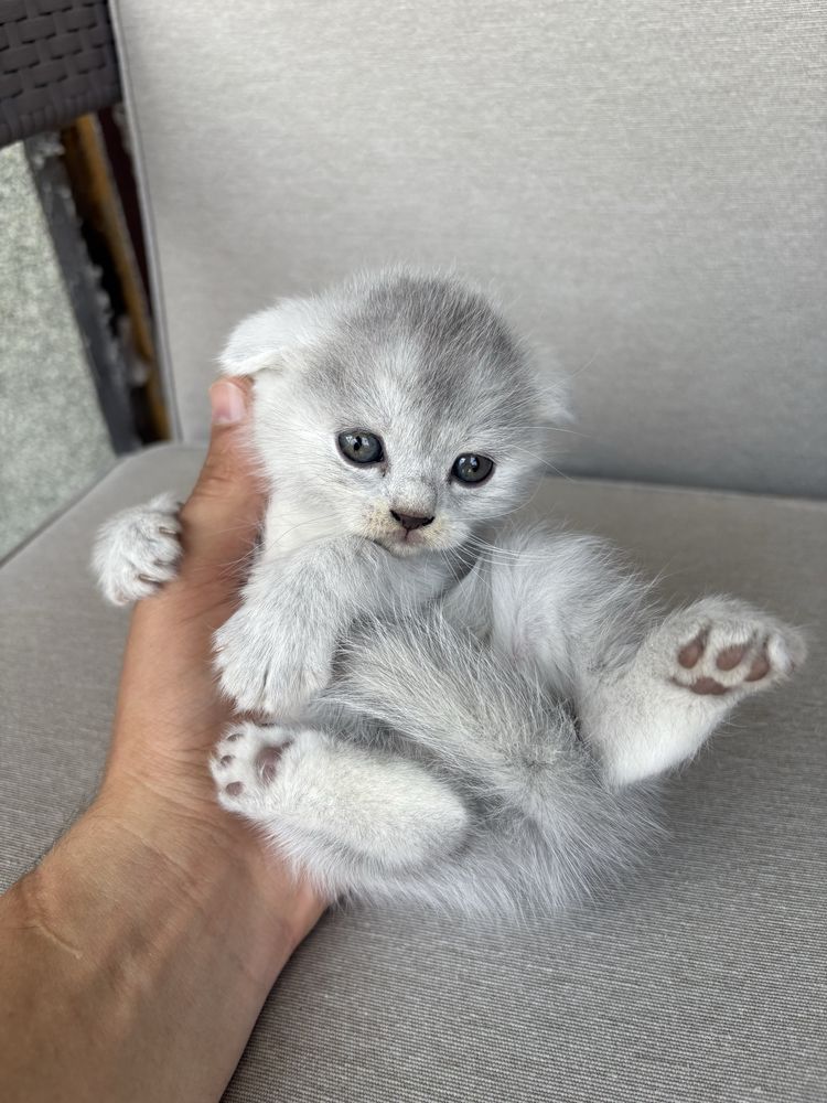 Котики      Британці
