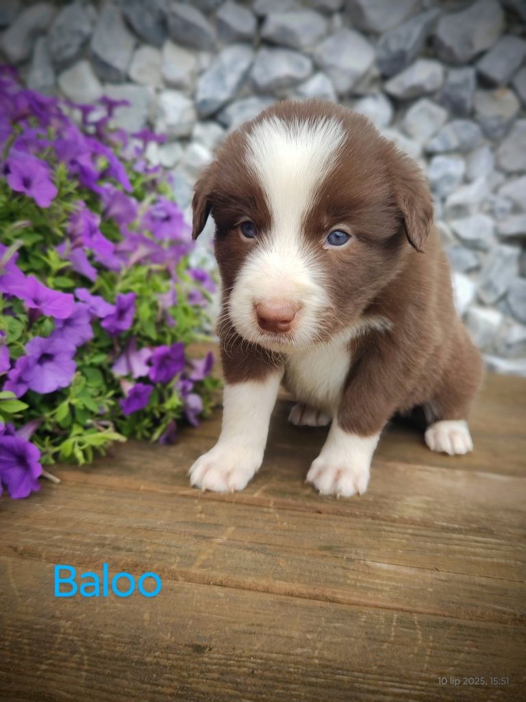 Border collie piesek czekoladowo biały, przebadani rodzice