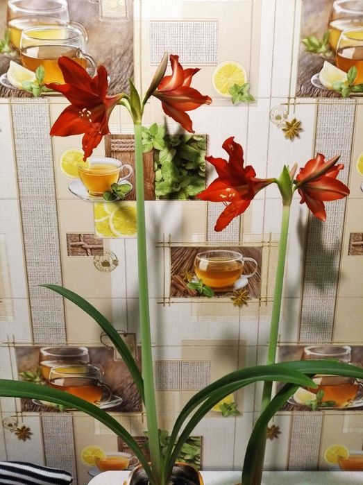 Гиппеаструм комнатный