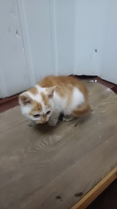 Віддам котенятко в добрі руки.