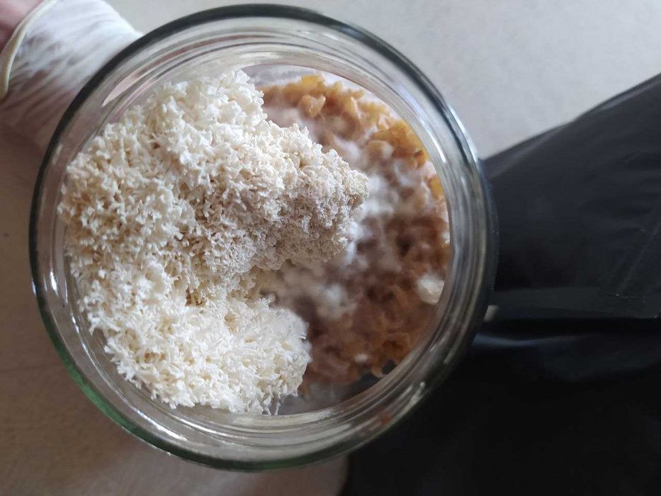 АКЦИЯ ‼️ Ежовик Гребенчатый 250 грамм