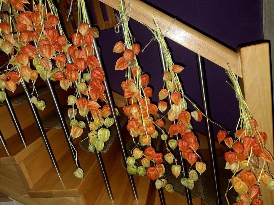 Miechunka bukiet lampiony