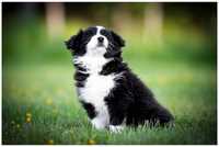 Border Collie ZKwP FCI