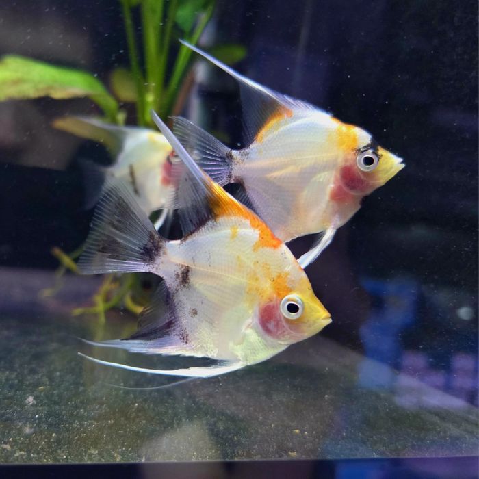 Skalar koi (wysyłamy)