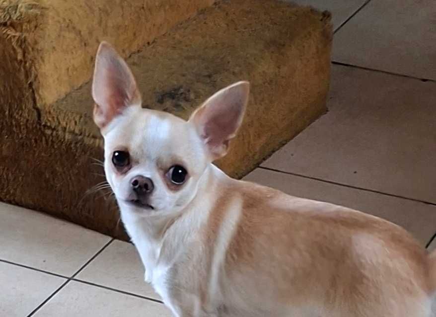 Chihuahua krótkowłosy piesek zkwp
