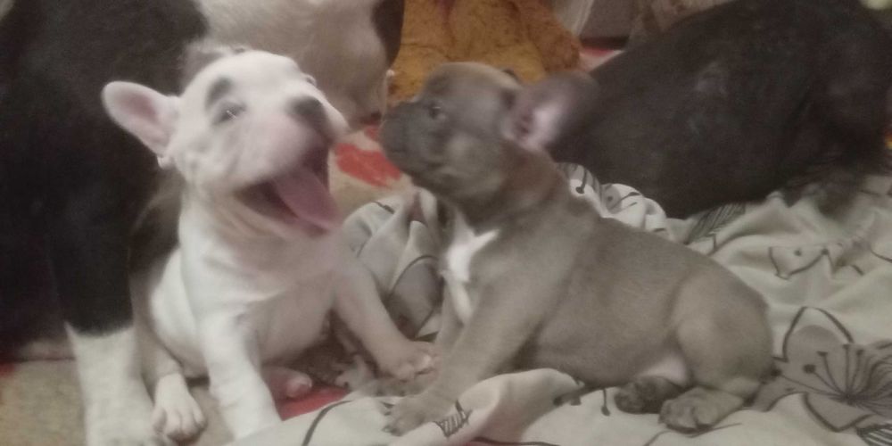 Щенки ФранцузскогО БульдогА