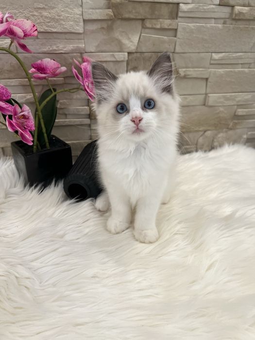 Ragdoll kotka  , rodowod FPL