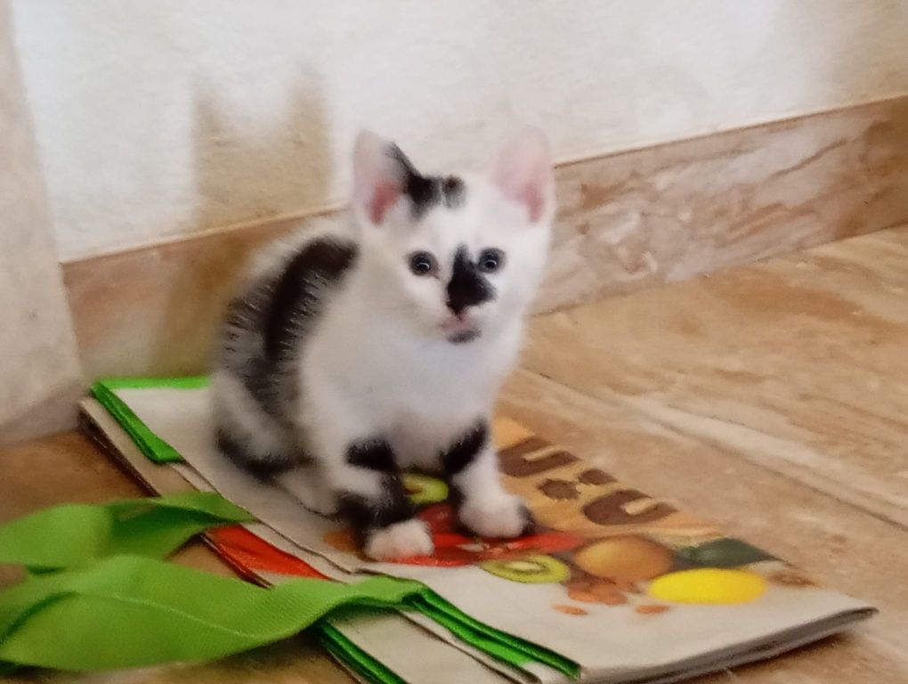 Dá-se gatinho de Santarém até Lisboa