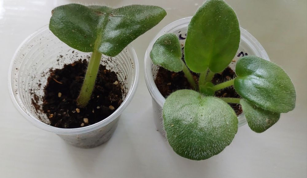 Фиалки, комнатные цветы