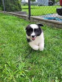 Border collie szczeniak z rodowodem piękny