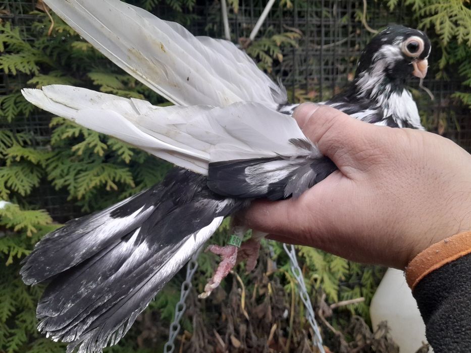 Gołębie zamojskie 25r.