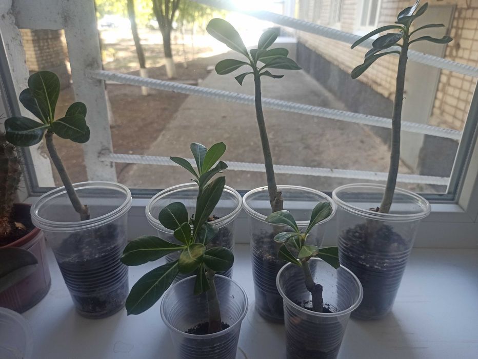 Аденіуми вкорінені гілочки мікс кольорів