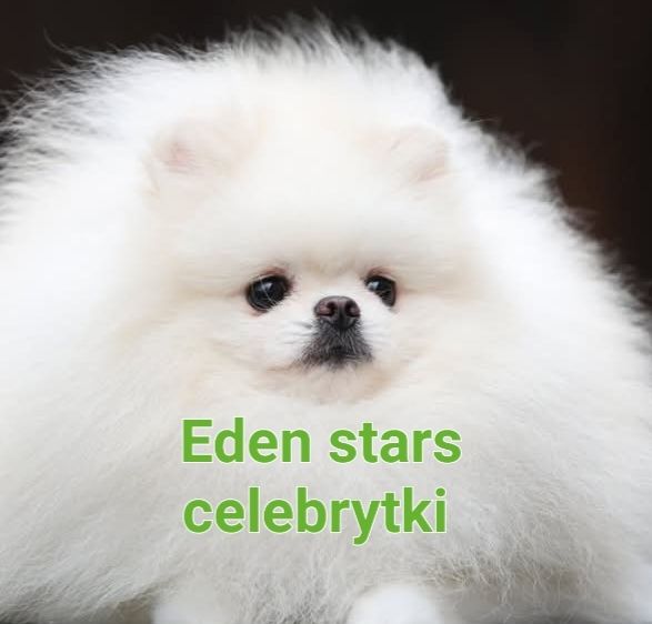 Pomeranian chłopak jasny krem już do odbioru