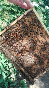 Pszczoły rodziny pszczele odkłady