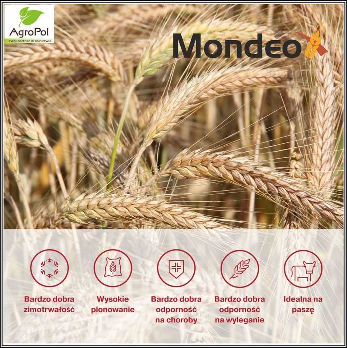 Pszenżyto MONDEO - Niezawodne w Każdych Warunkach Nasiona Danko