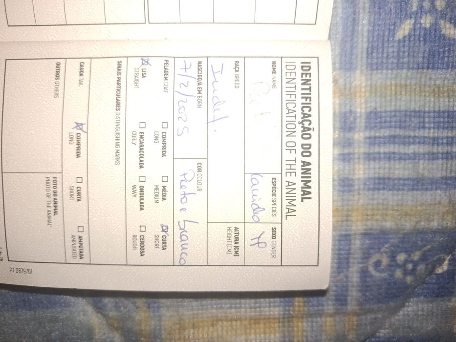 Doação responsável cão