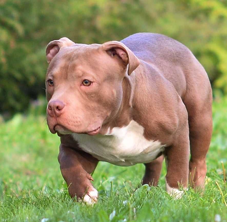 American bully czekolada mocne pochodzenie