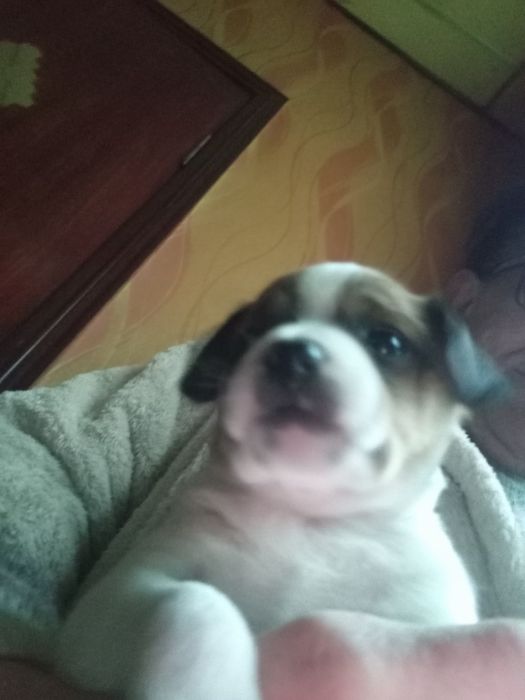 Отдам цуценят Бровары