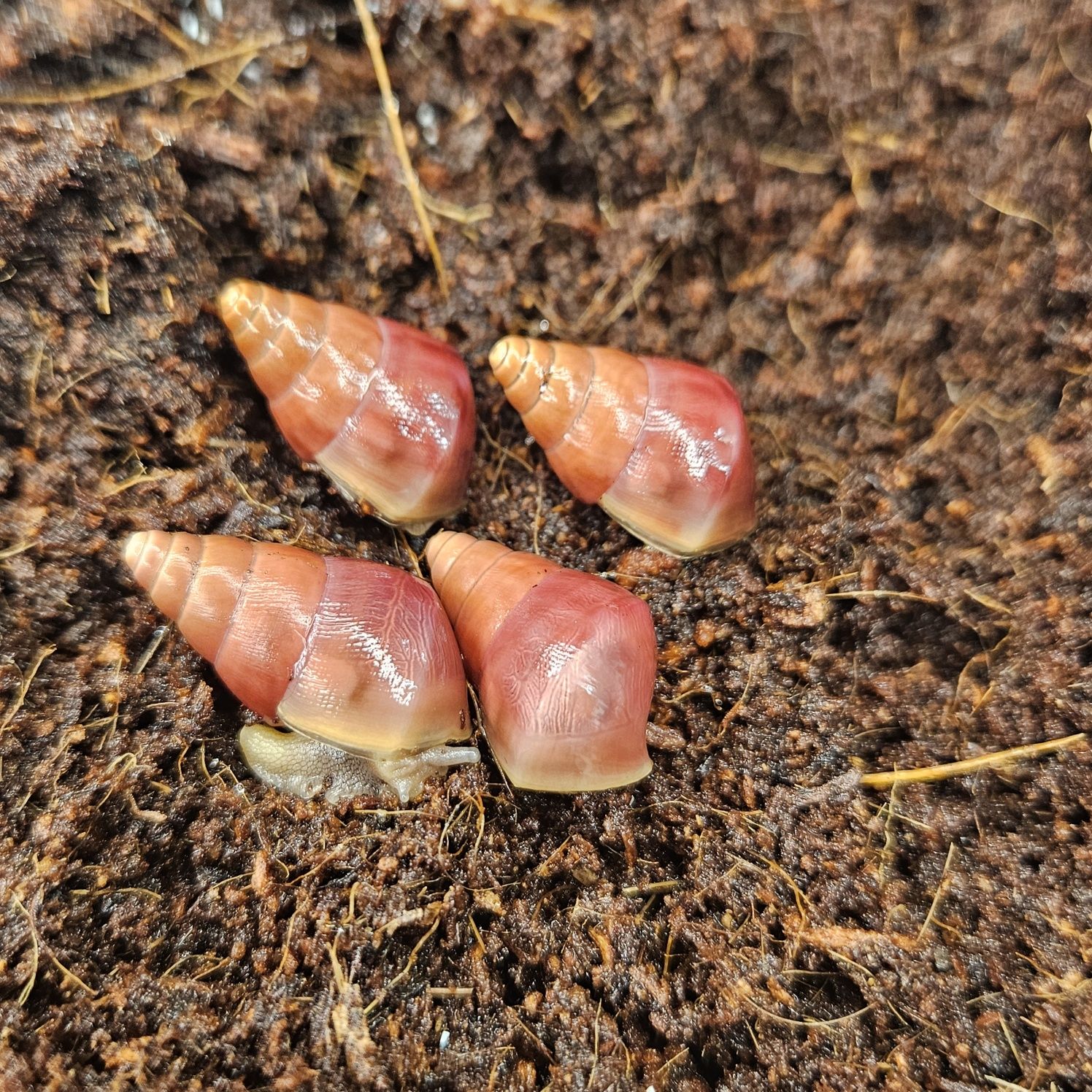 Ślimak Limicolaria flammea "Deep Red"