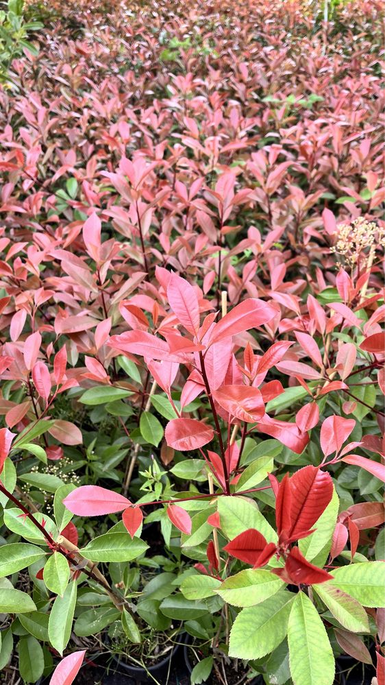 Photinia Red Robin