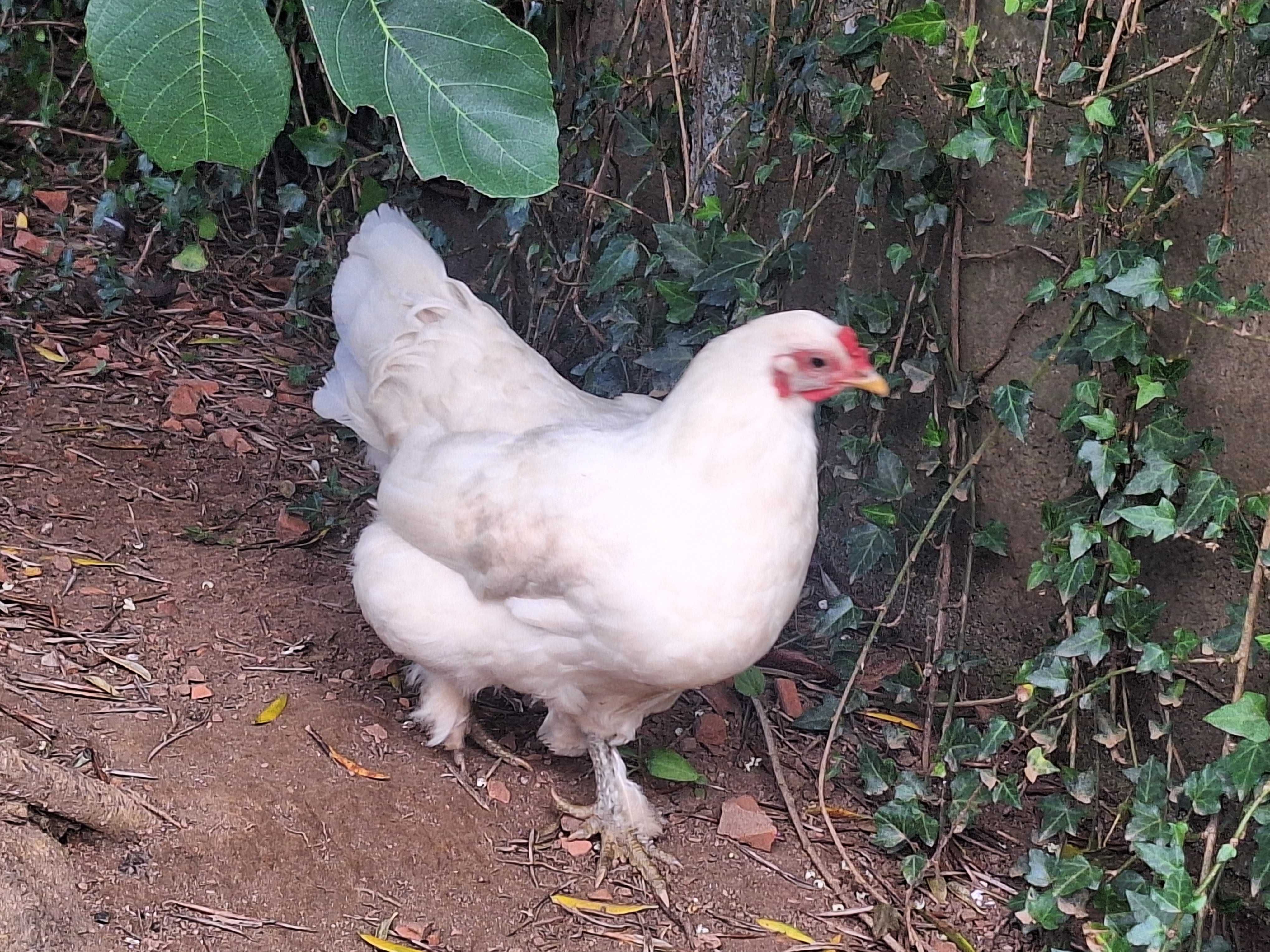 Garnizo criação caseira