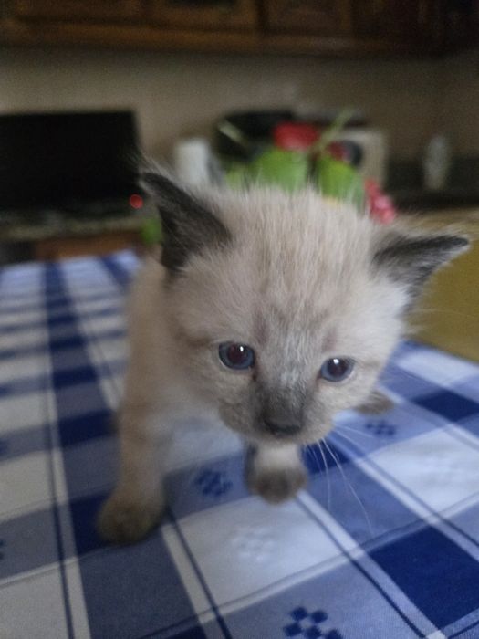 Gatos para dar ideal para crianças