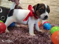 Jack Russell Terrier / PIESIO