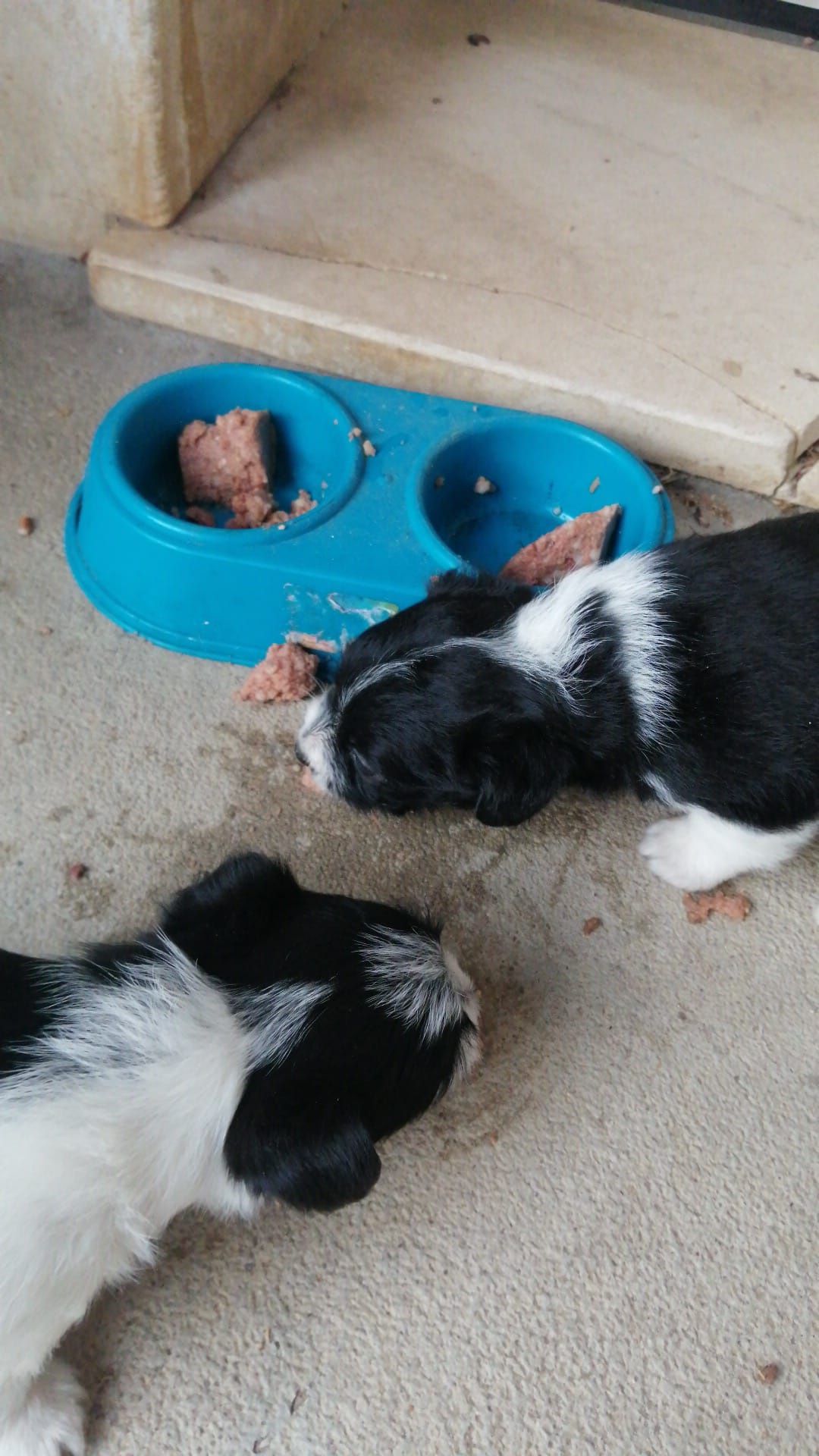 Cães de porte pequeno