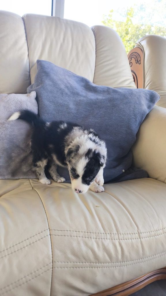 Border Collie Blue Merle fêmea