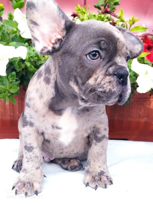 Малыши французы.