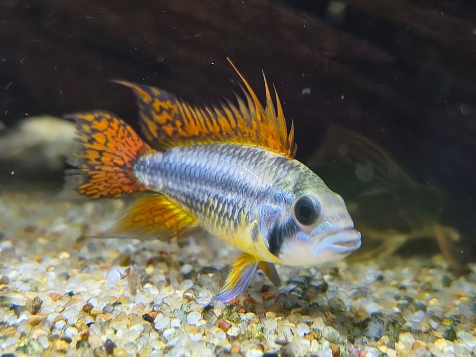 Rybka kakadu słodkowodna