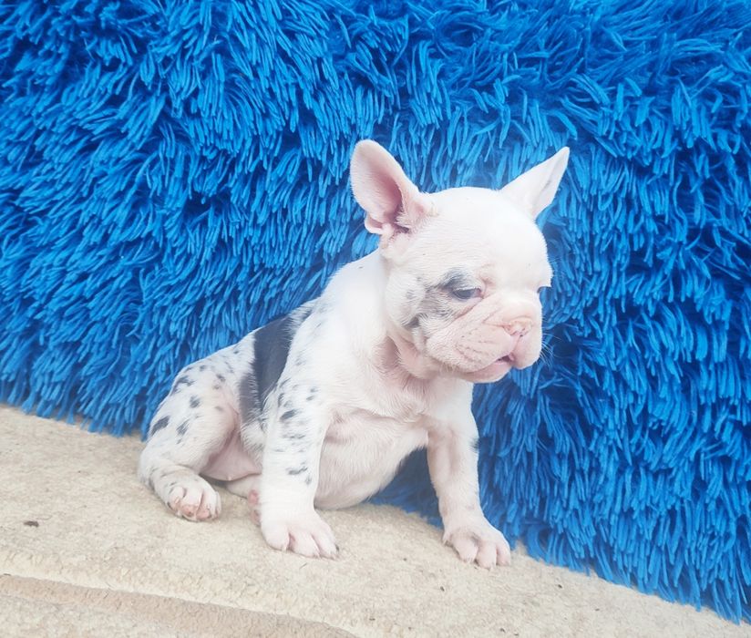 Шикарные девочки франузский бульдог