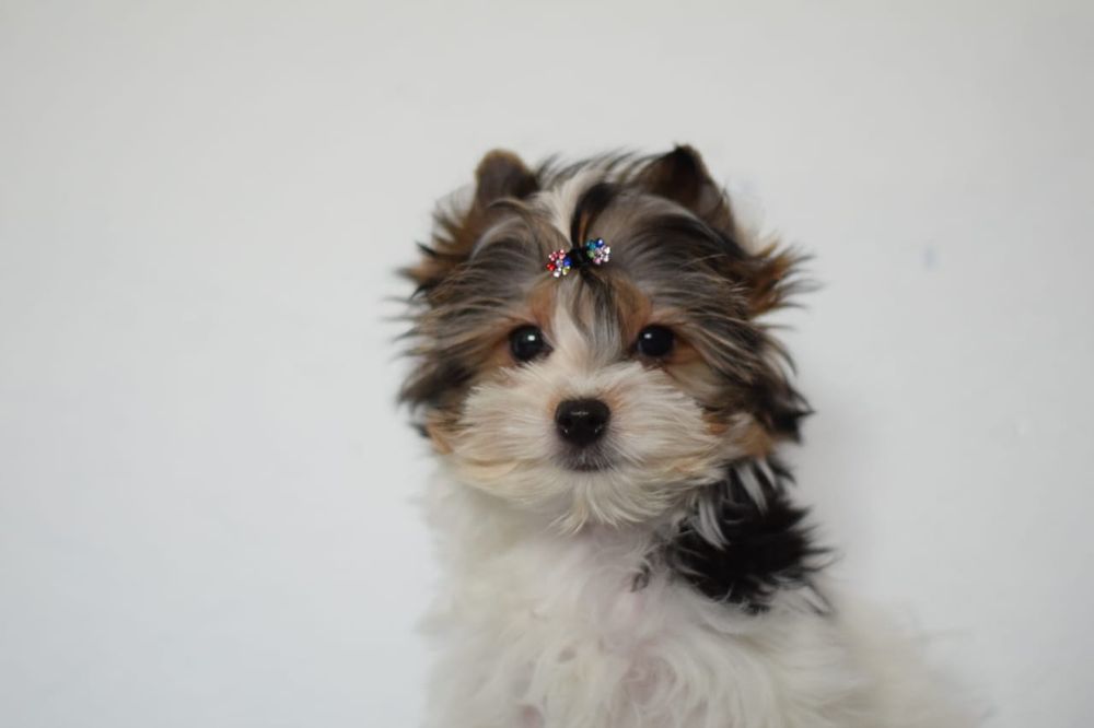 Бівер Йорчик маленька радість, йоркширський тер'єр