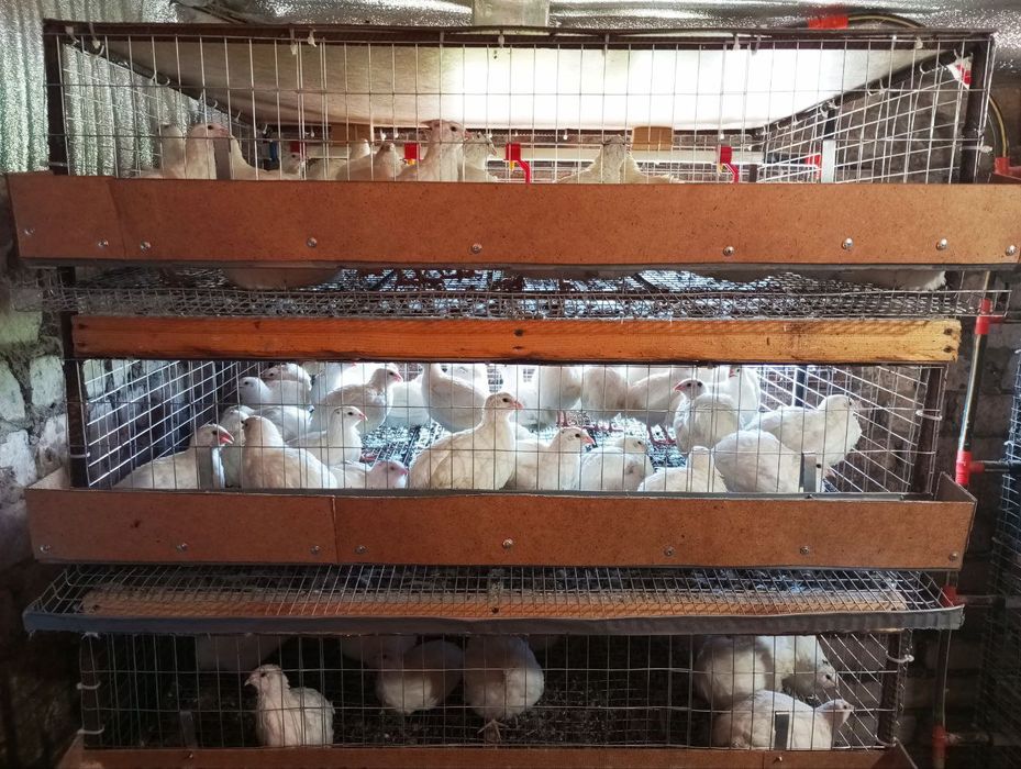 Яйцо перепелине  инкубаційне