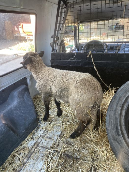 Borrego Suffolk 3 meses