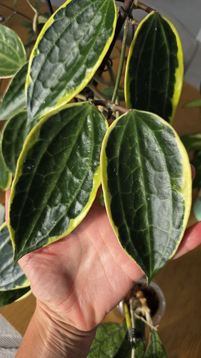 Продам Хойя Макрофила альбомаргината