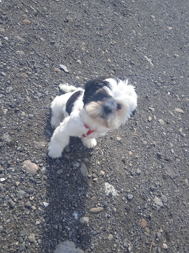 Witam posiadam szczeniaka z rasy shih tzu