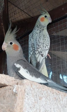 Nimfy papugi cena za sztukę