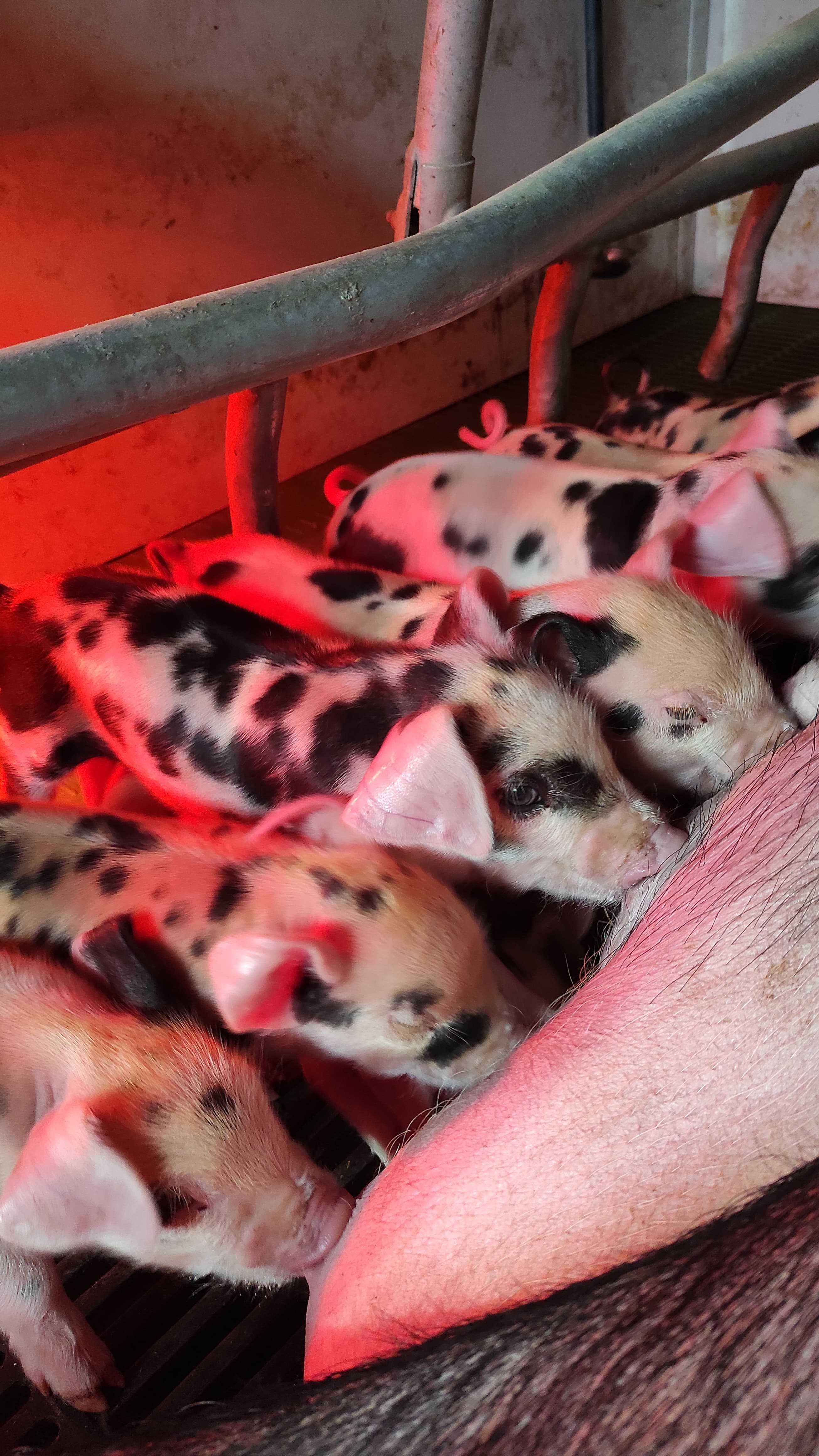 Leitão Malhado de Alcobaça cruzado com Duroc