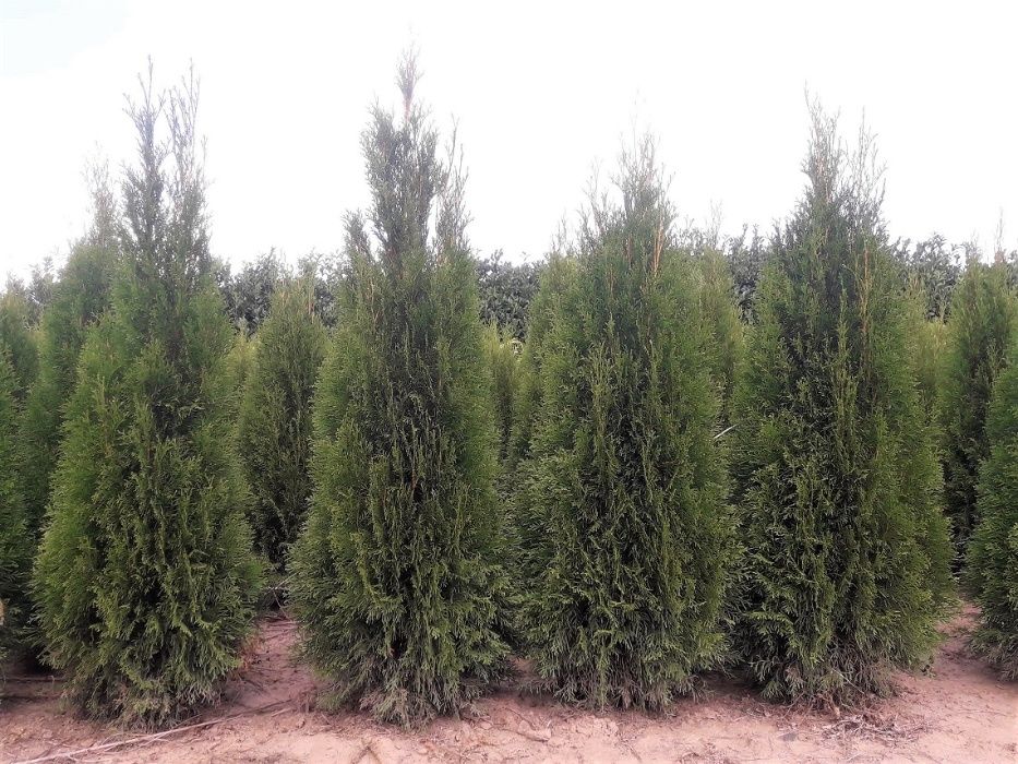 Thuja Smaragd 160,180,200,220 cm! Tuja Szmaragd! Tuje! Sadzimy!